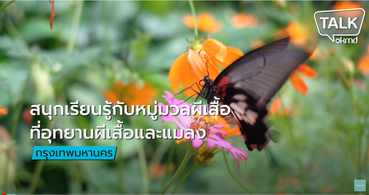 OKMD Talk | สนุกเรียนรู้กับหมู่มวลผีเสื้อ ที่อุทยานผีเสื้อและแมลง กรุงเทพมหานคร