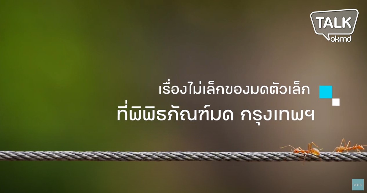 OKMD Talk l เรื่องไม่เล็กของมดตัวเล็ก ที่พิพิธภัณฑ์มด กรุงเทพฯ