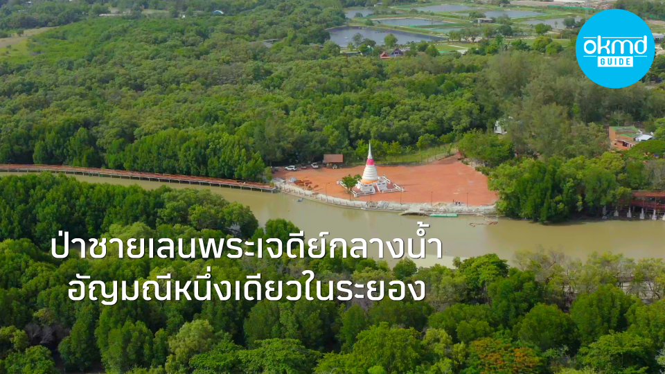 OKMD Guide I ป่าชายเลนพระเจดีย์กลางน้ำ