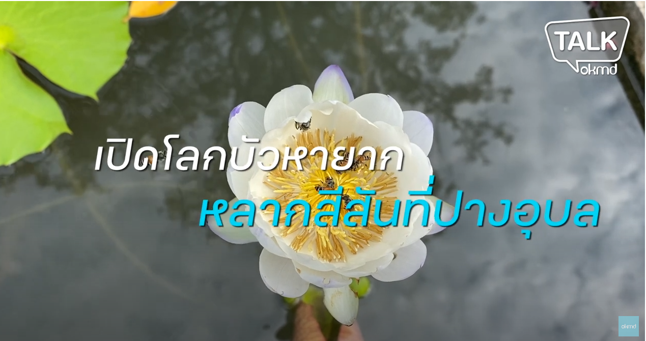 OKMD Talk | เปิดโลกบัวหายาก หลากสีสันที่ปางอุบล