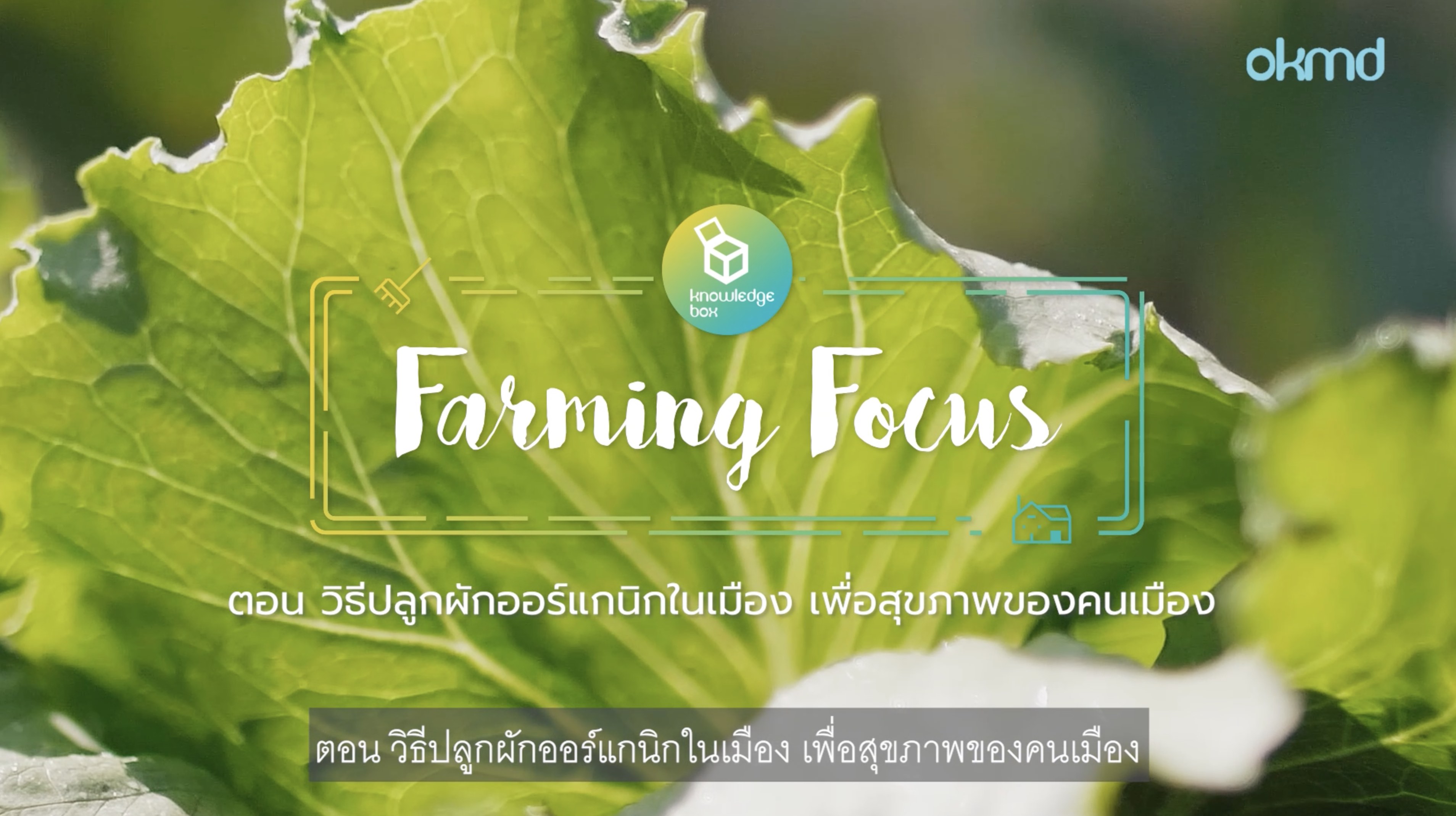 Farming Focus :วิธีปลูกผักออแกนิกในเมือง เพื่อสุขภาพของคนเมือง | EP2